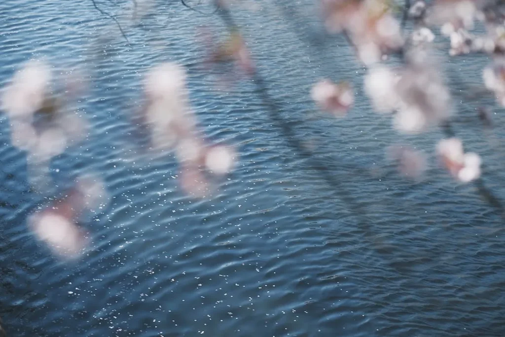 桜と水辺